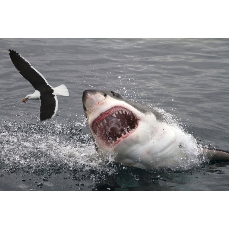 White Shark Attacking by Peter_Nile - Wrapped Canvas Print, 30cm H x 46cm W x 3.8cm D