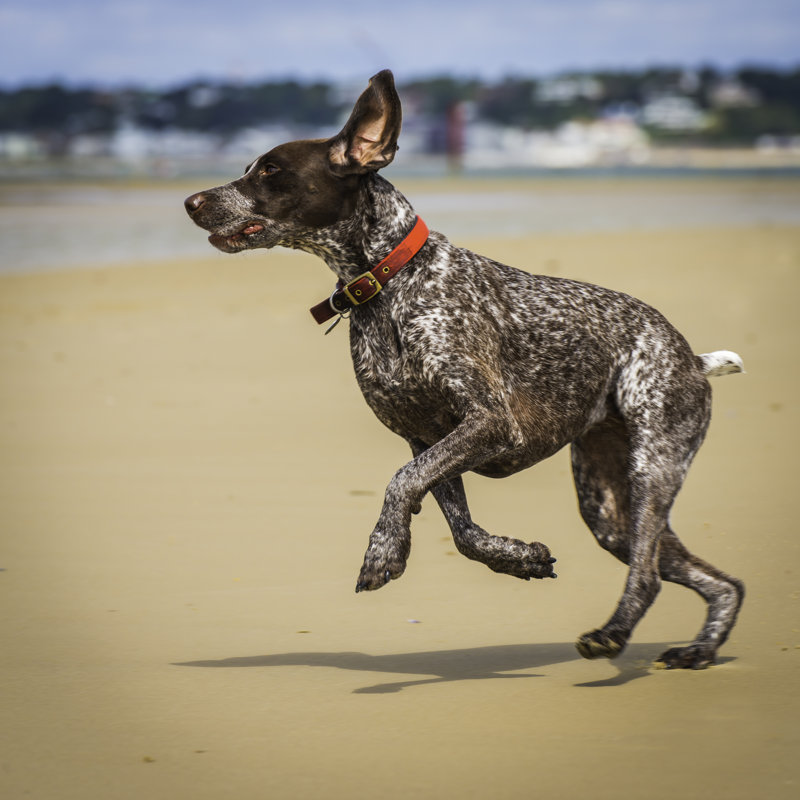 Dog running on sandy ocean beach 485342626, 91cm H x 91cm W