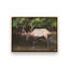 «Cherokee Elk II» par Lori Deiter, reproduction d'art-1344910795-1344910805-1344910807