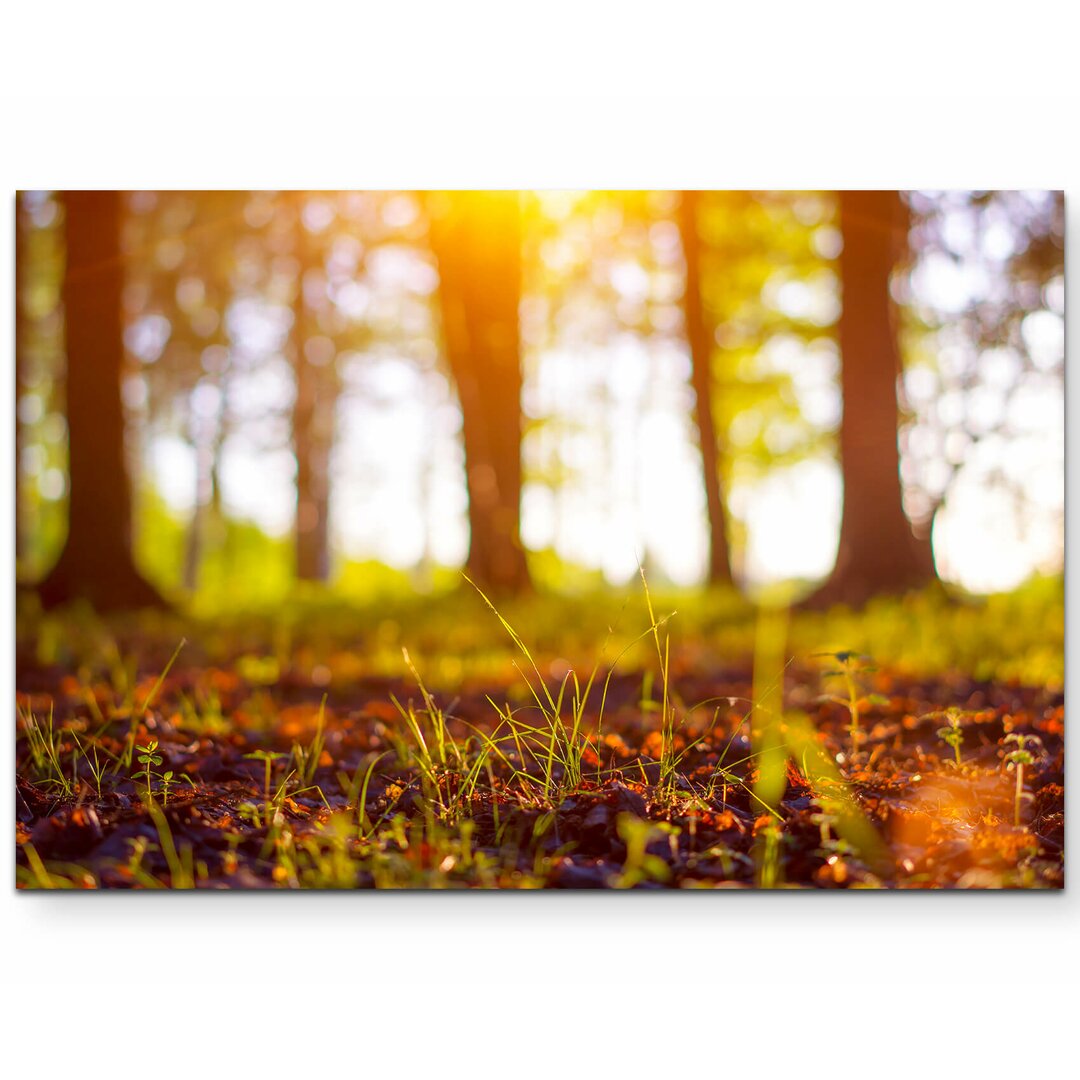 Leinwandbild Waldboden im Sonnenlicht