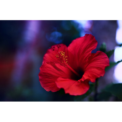 Red hibiscus Wall Art on Canvas