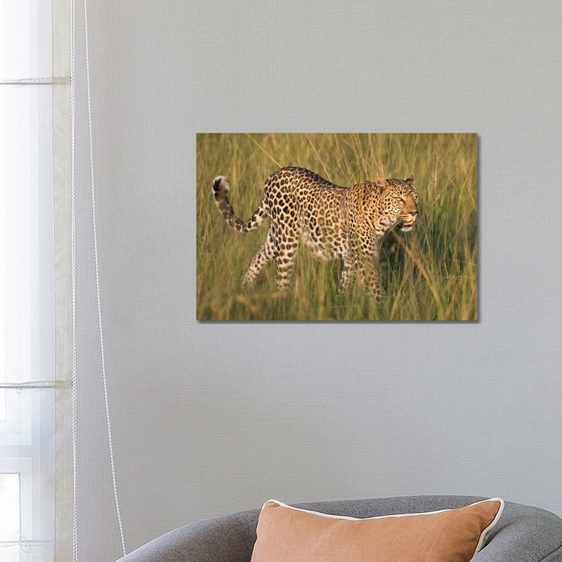 Africa, Kenya, Maasai Mara National Reserve. Close-Up Of Walking Leopard. by Jaynes Gallery - Wrapped Canvas Print