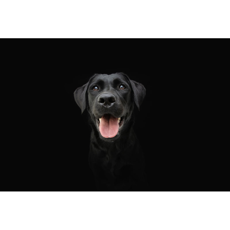Chien noir du Labrador - Photographie sur toile tendue, H 32 po x l 48 po