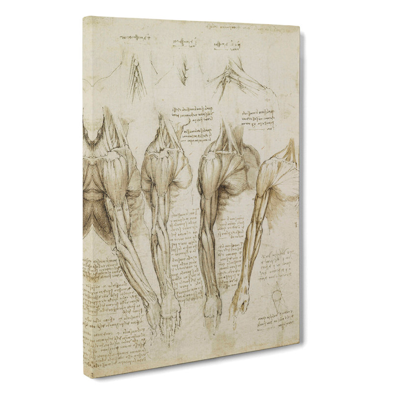 Human Anatomy Vol.8 by Leonardo Da Vinci - Wrapped Canvas, 50cm H x 35cm W x 3cm D