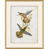 Hummingbirds Giclee Print by John Gould