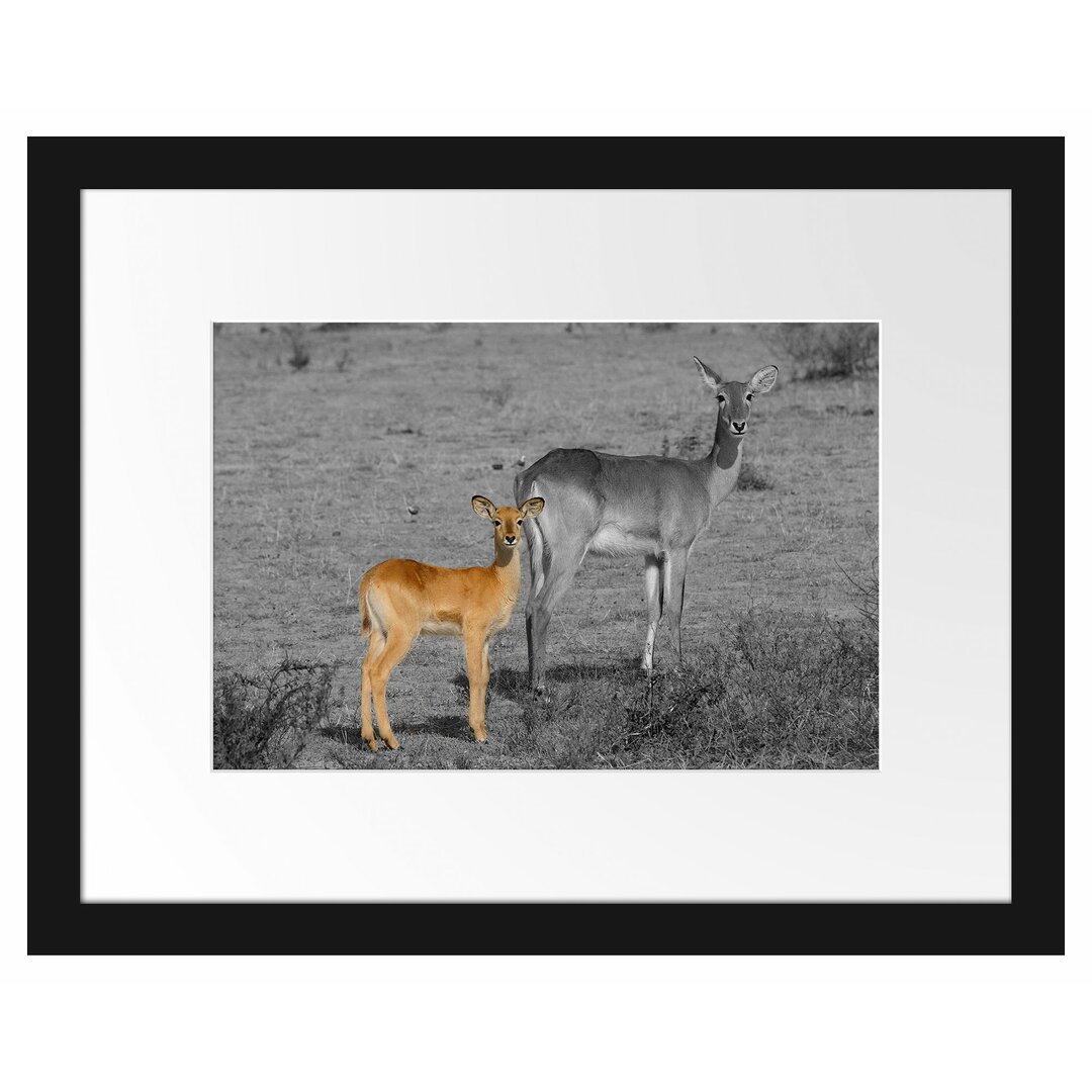 Gerahmtes Poster Indische Gazelle mit Jungtier