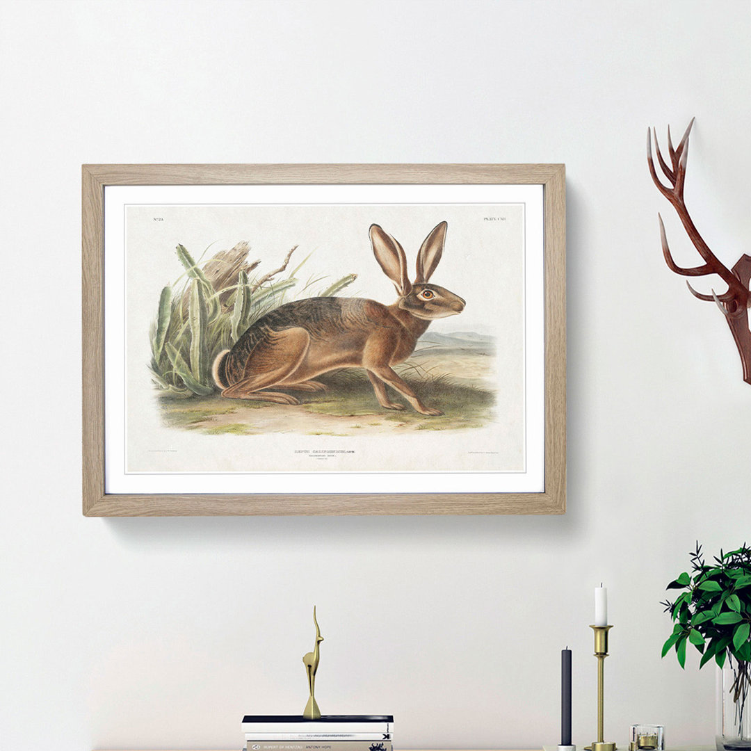 Californian Hare by J.W. Audubon - Picture Frame Painting Print