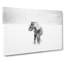 Wild Horse in Iceland - Wrapped Canvas-56646639