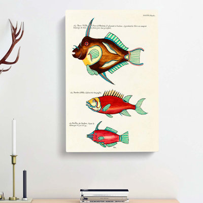 East Indies Fish Illustrations XXXVI by Louis Renard - Wrapped Canvas