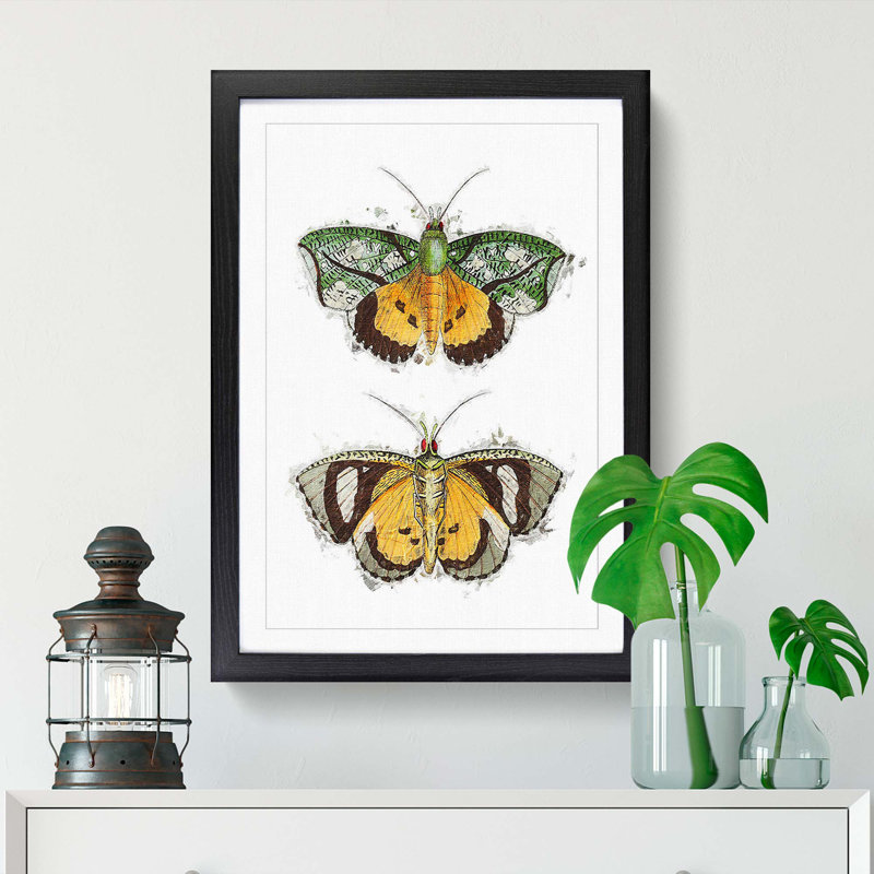 Hypermnestra Moth by George Shaw - Framed Print, 36cm H x 27cm W x 2cm D, Black Framed