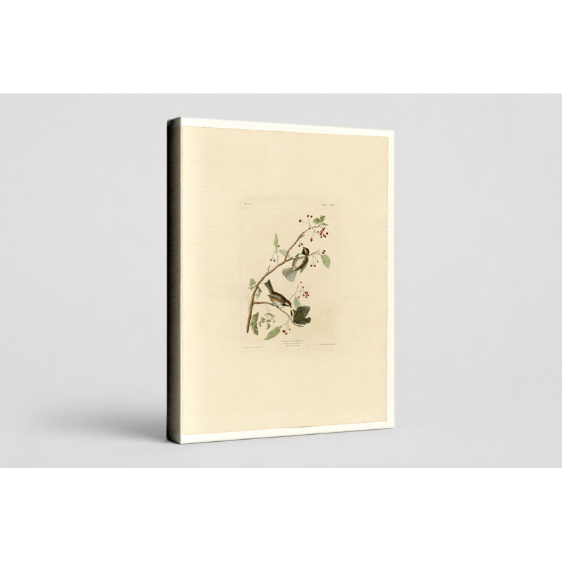 «Canadian Titmouse» (plaque CXCIV) - art mural sur toile, 18" W x 12" H