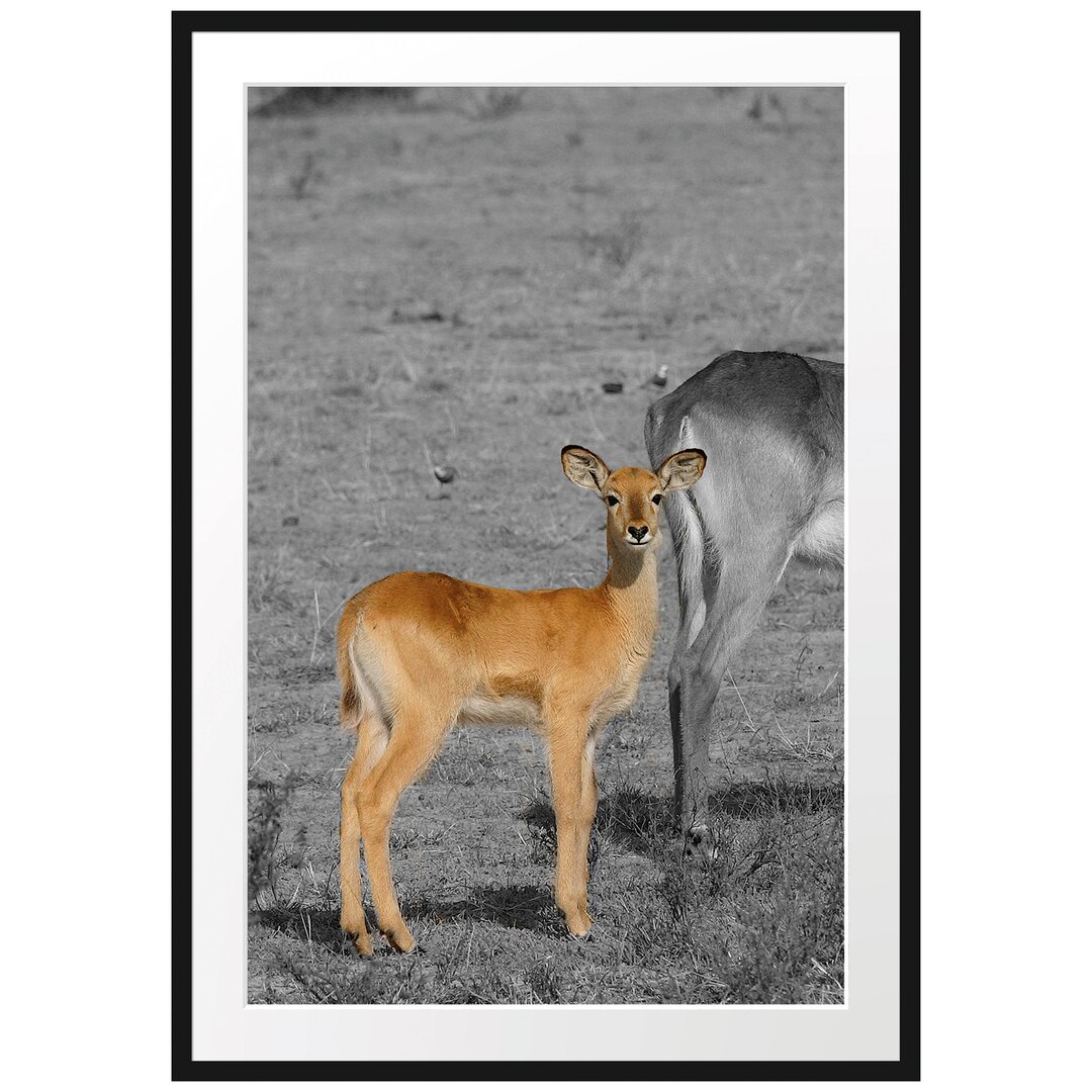 Gerahmtes Poster Indische Gazelle mit Jungtier