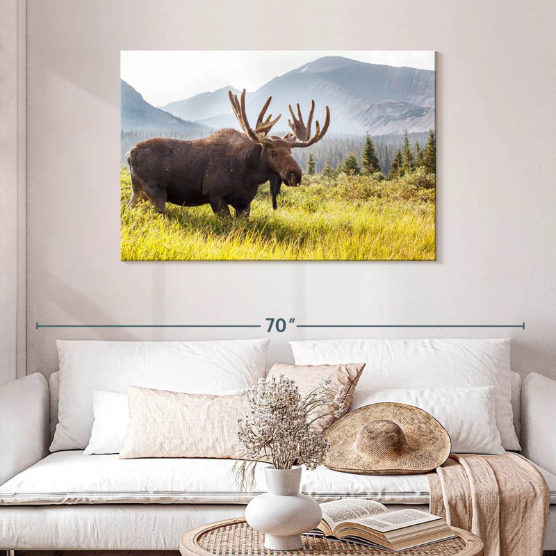 Orignal du Colorado Grassfield
