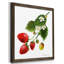 Strawberry Study II, reproduction d’art encadrée-243089450-243089460-239213638
