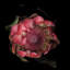 «The Glory of the Protea», reproduction de photo sur toile tendue-18516392-74377093-74387012