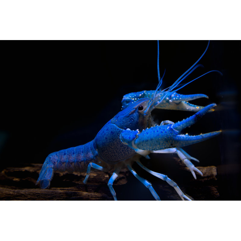 Crayfish by Rookiephoto19 - Wrapped Canvas Print, 30cm H x 46cm W