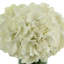 Hydrangeas in Glass Vase with Grass