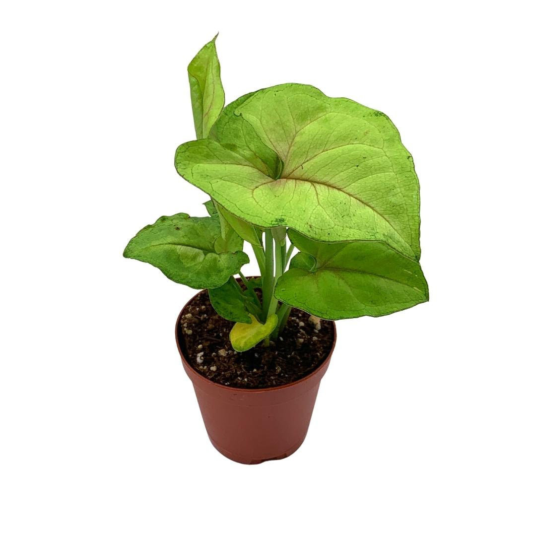 Syngonium Cream Allusion In 2 Inch Pot Well Rooted Live Starter House Plant Florida House Plants