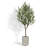7FT Olive Tree KD
