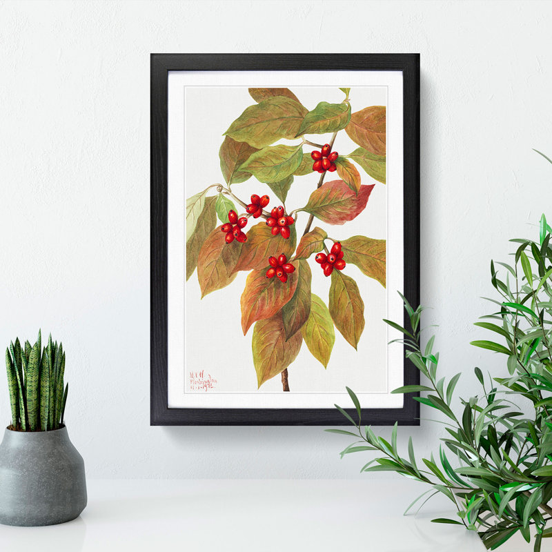 Flowering Dogwood by Mary Vaux Walcott - Framed Print, Black Framed, 48cm H x 36cm W x 2cm D