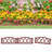 Deidamia 25cm H x 60cm W Edging-263590838