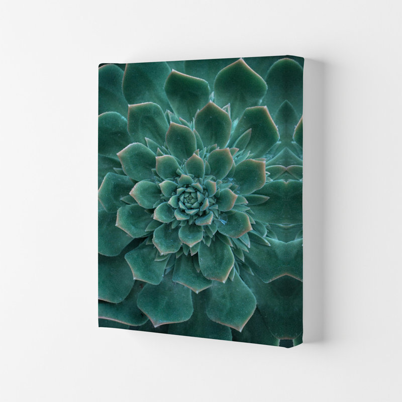 Green Succulent Plant 1 Piece Wall Art, 59.4cm H x 42cm W x 4cm D, Wrapped Canvas