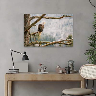 Sentier - photographie, animaux, oiseaux, aigles, art