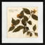Pressed Botanical 1 Painting