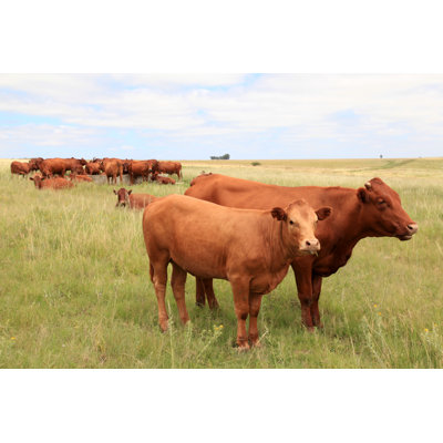 " Cattle. " by Therina