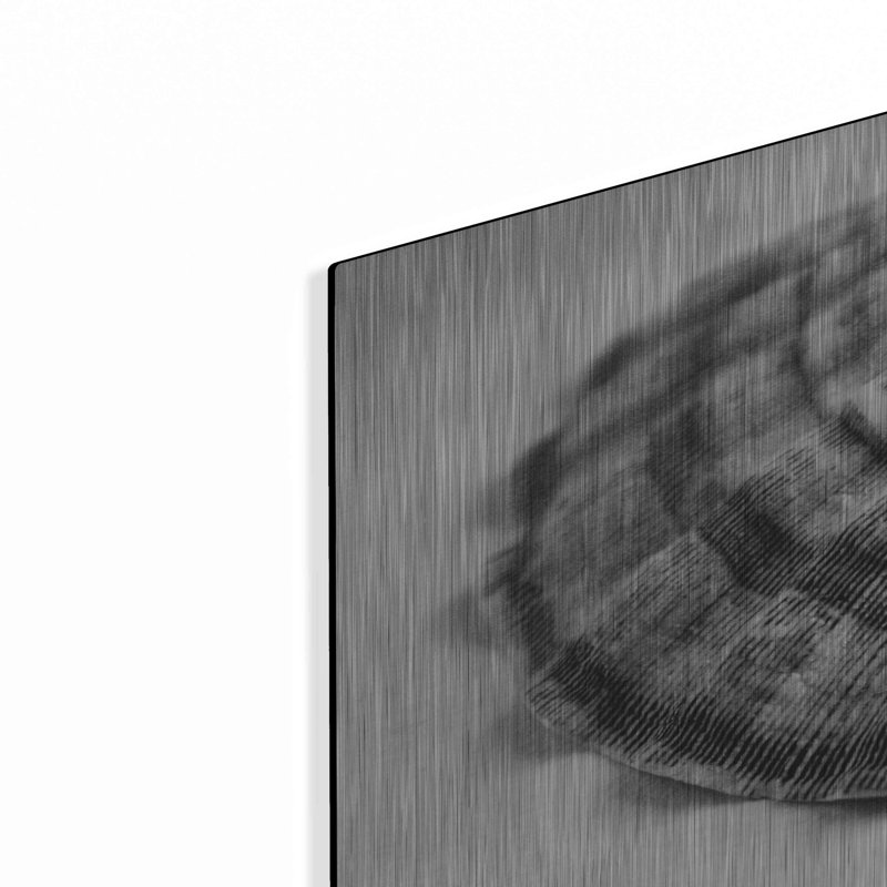 «Scallop 3» par Debra Van Swearingen, H 16 po x l 24 po