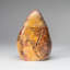 Polished Petrified Wood Freeform