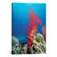 Marine et océan, corail rouge, estampe numérique sur toile tendue-10848284-73930241-73930246
