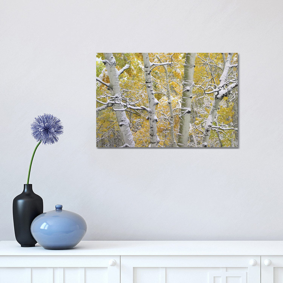 Quaking Aspen Trees Covered With Snow Near Kebbler Pass, Gunnison National Forest, Colorado II by Tim Fitzharris - Wrapped Canvas Print