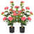 Rose sélectionné