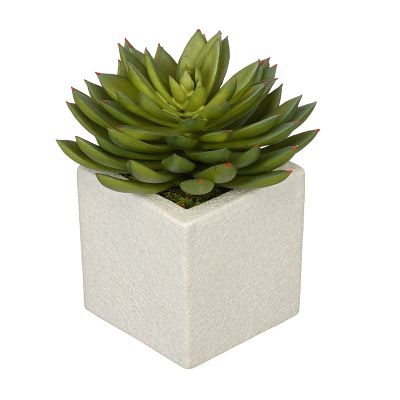 Plante echeveria à pointe artificielle dans un pot de fleurs, blanc, vert