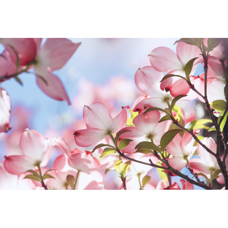 Flowering Dogwood by Lynnebeclu - Wrapped Canvas Print, 51cm H x 76cm W x 3.8cm D