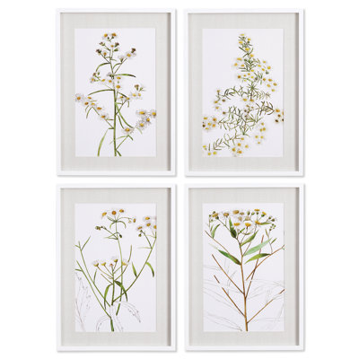 Andel Daisy - ensemble de 4 reproductions encadrées sur papier