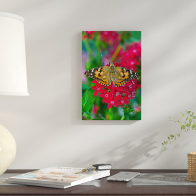 " Open-Winged American Painted Lady In Zoom " by Darrell Gulin