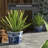 Feuerstein Handmade Ceramic Pot Planter