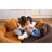 Full Compression Sponge Loveseat