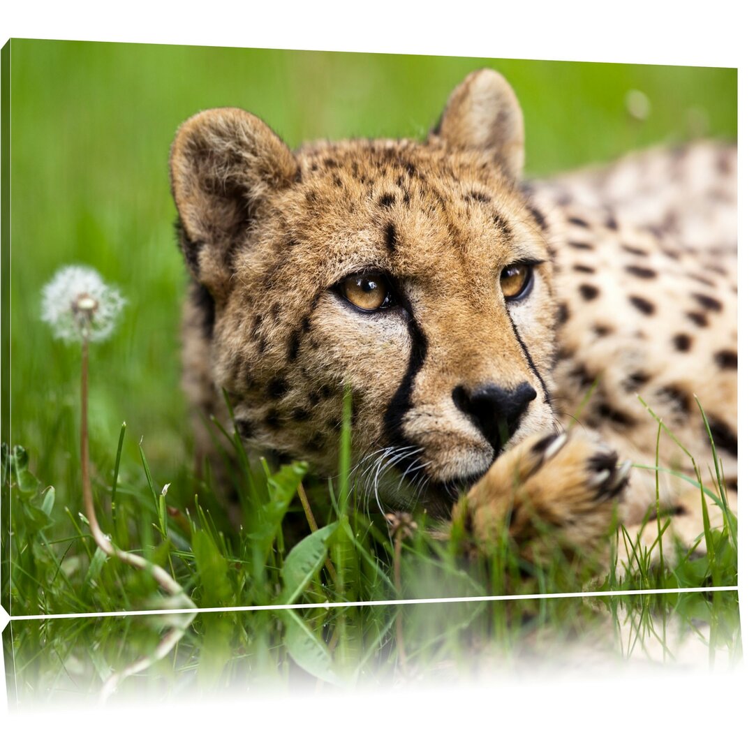 Leinwandbild Gepard im Gras