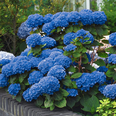 4 in. Hydrangea Nikko Blue (4-Pack)