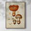 Champignon Variétés I, reproduction encadrée - bois massif-870262600