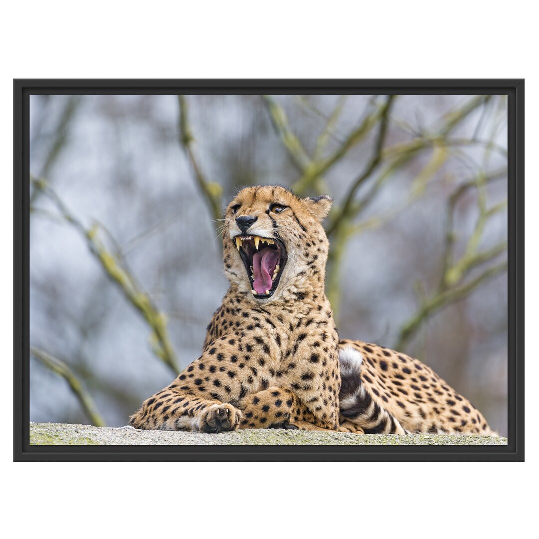 Gerahmter Fotodruck Yawning Cheetah