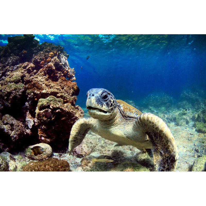 A Close-up Of A Sea Turtle Underwater Near Coral by Pkphotoscom - Wrapped Canvas Print, 81cm H x 122cm W