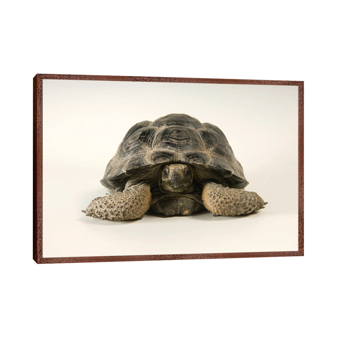 A Volcan Darwin Giant Tortoise At Omaha's Henry Doorly Zoo And Aquarium von Joel Sartore - Gallery-Wrapped Canvas Giclée