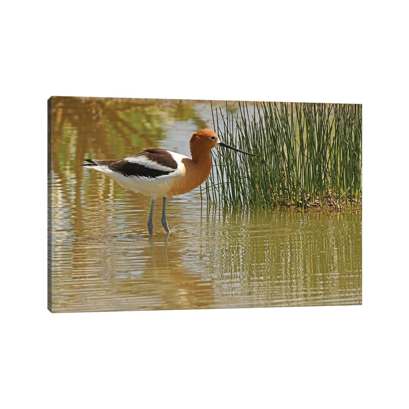 American Avocet by Brian Wolf - Wrapped Canvas Print