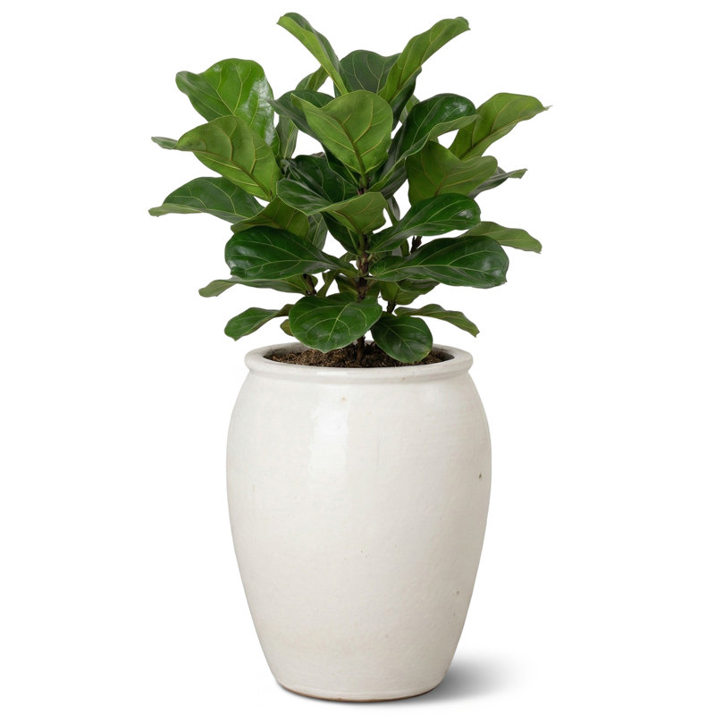 Pot à fleurs Proberta, H 20 po x l 16 po x P 16 po, White