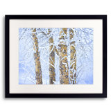 Ice Crusted Birch Trees Print by Bruce Heinemann