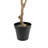 TREE EUCALYPTUS GROWER 7FT
